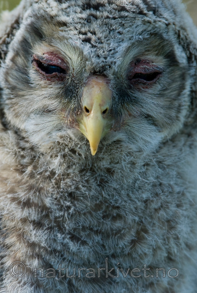 BB 09 0045 / Strix uralensis / Slagugle