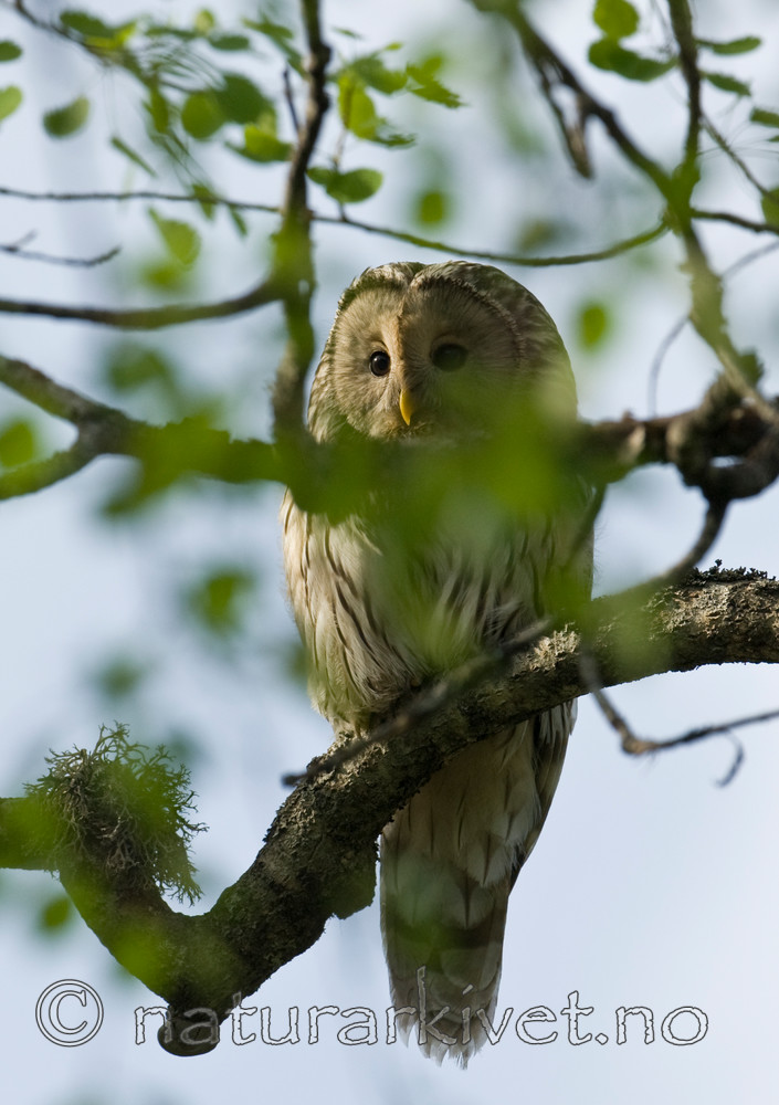 BB 09 0046 / Strix uralensis / Slagugle