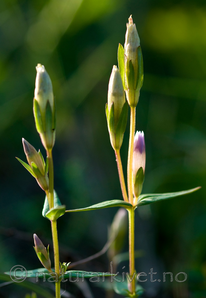 BB 09 0047 / Gentianella uliginosa / Smalsøte