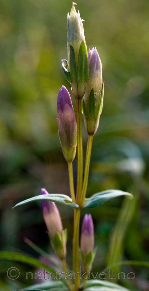 BB 09 0048 / Gentianella uliginosa / Smalsøte