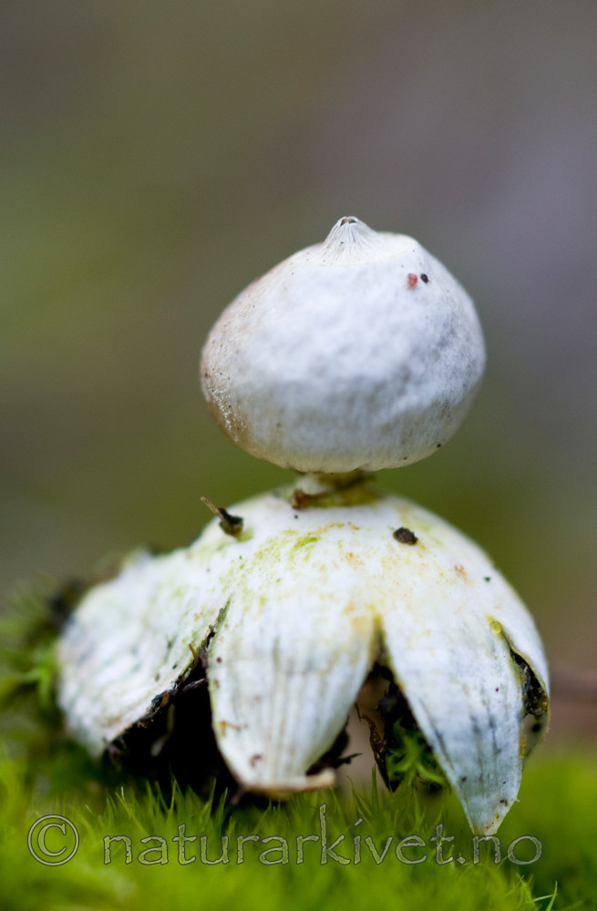 BB 09 0049 / Geastrum minimum / Småjordstjerne