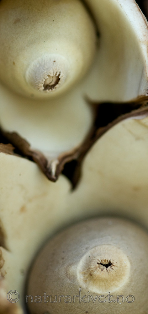 BB 09 0054 / Geastrum triplex / Prestejordstjerne