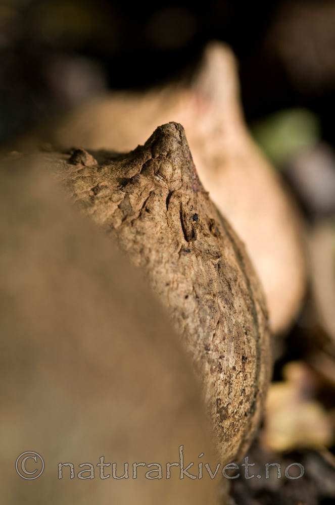 BB 09 0056 / Geastrum melanocephalum / Ulljordstjerne