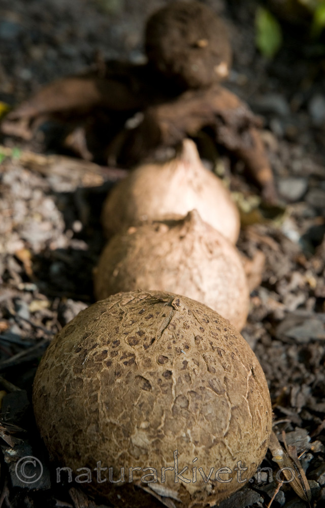 BB 09 0057 / Geastrum melanocephalum / Ulljordstjerne