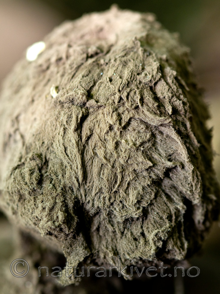 BB 09 0058 / Geastrum melanocephalum / Ulljordstjerne