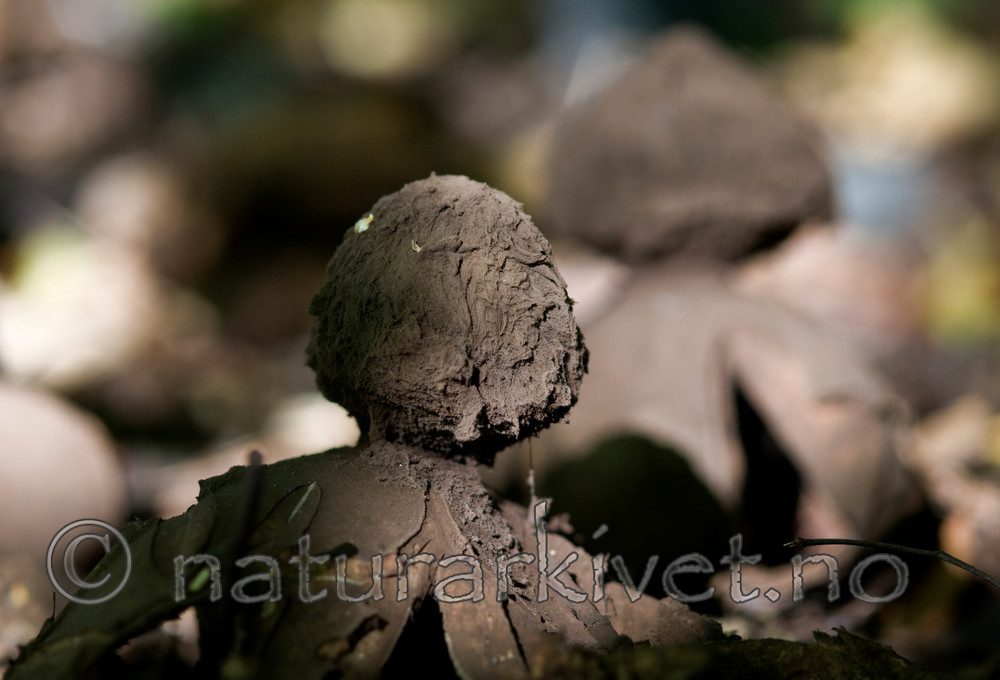 BB 09 0059 / Geastrum melanocephalum / Ulljordstjerne