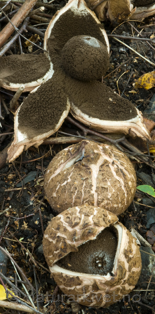 BB 09 0062 / Geastrum melanocephalum / Ulljordstjerne