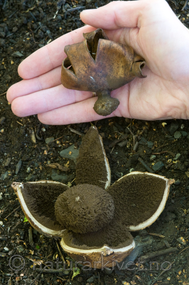 BB 09 0063 / Geastrum melanocephalum / Ulljordstjerne