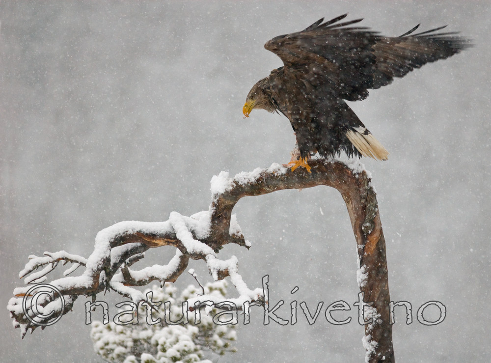 BB 09 0065 / Haliaeetus albicilla / Havørn