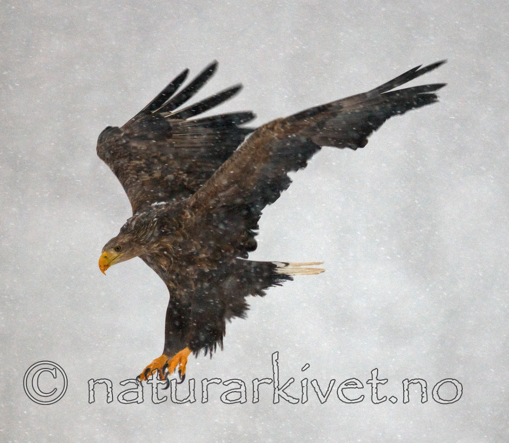 BB 09 0067 / Haliaeetus albicilla / Havørn