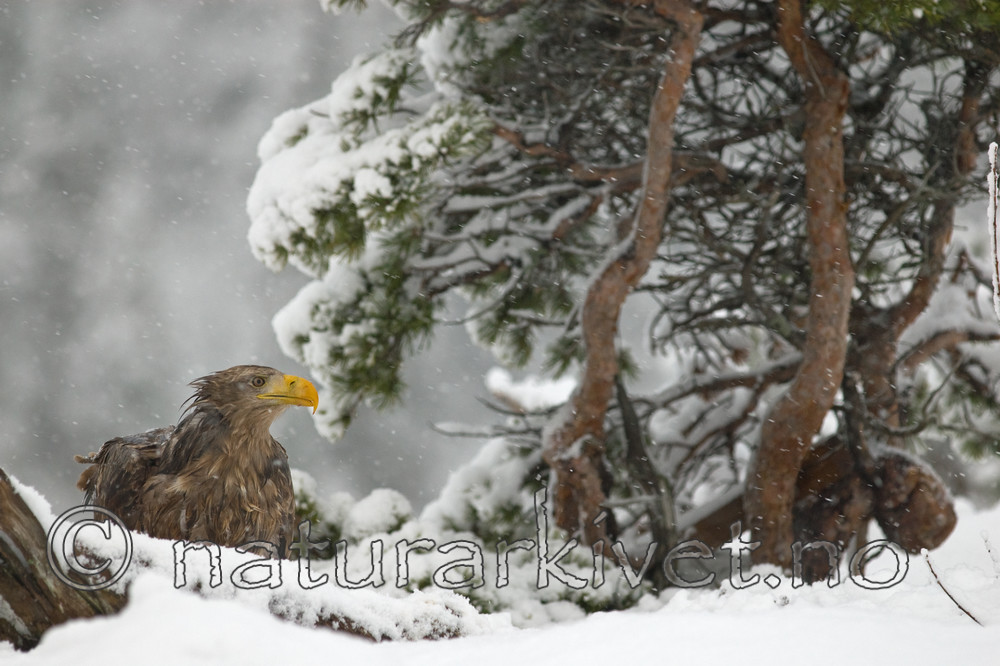 BB 09 0068 / Haliaeetus albicilla / Havørn