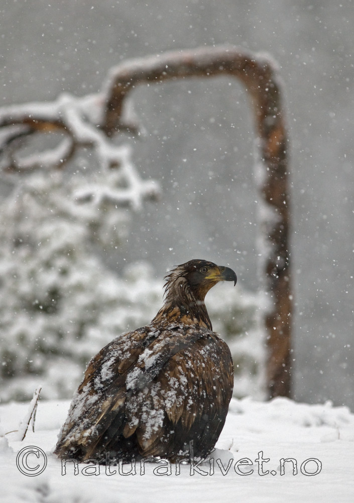 BB 09 0070 / Haliaeetus albicilla / Havørn