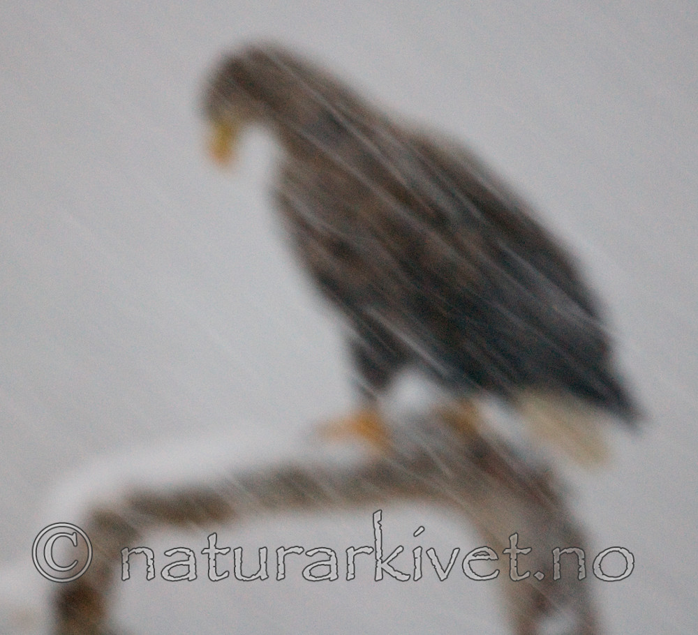 BB 09 0072 / Haliaeetus albicilla / Havørn
