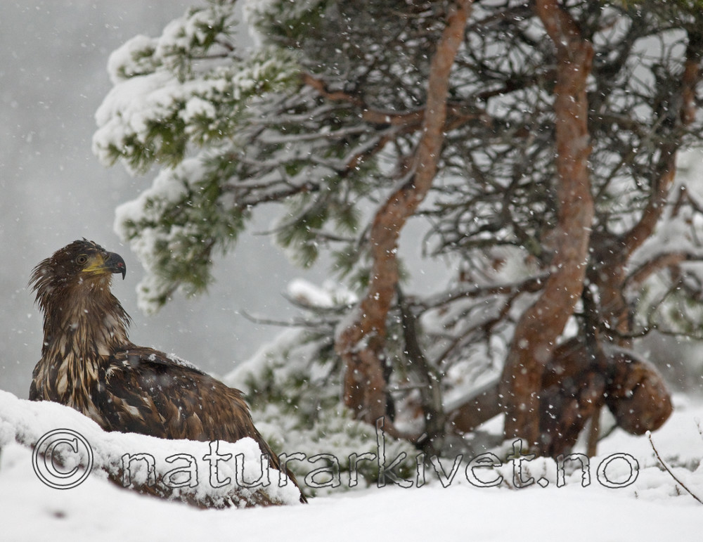 BB 09 0073 / Haliaeetus albicilla / Havørn