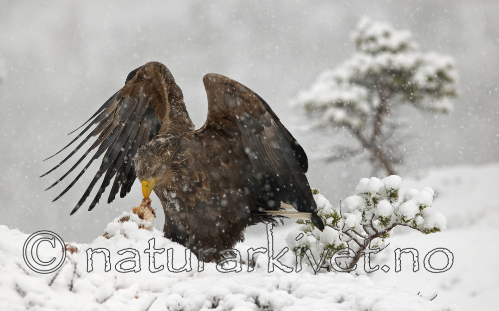 BB 09 0074 / Haliaeetus albicilla / Havørn