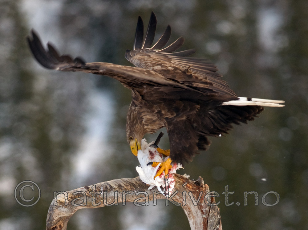 BB 09 0075 / Haliaeetus albicilla / Havørn <br /> Lagopus muta / Fjellrype