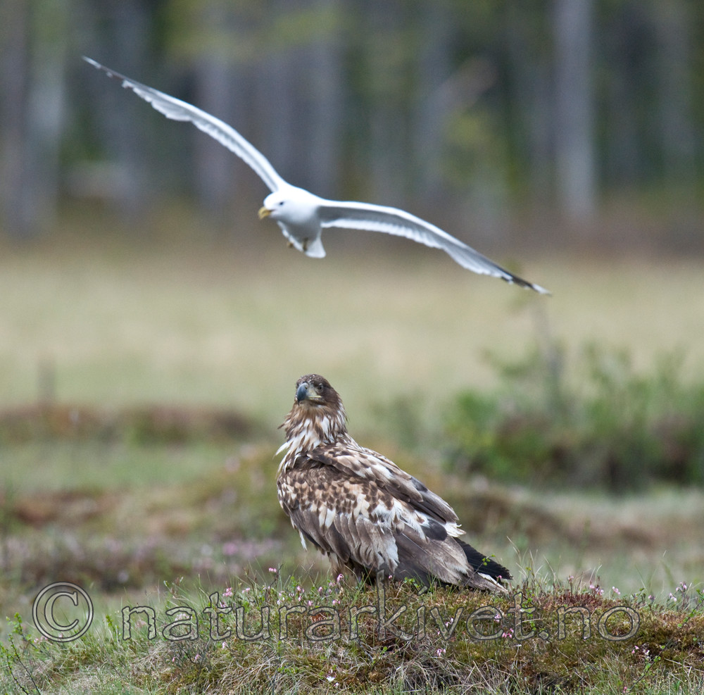 BB 09 0082 / Haliaeetus albicilla / Havørn <br /> Larus canus / Fiskemåke