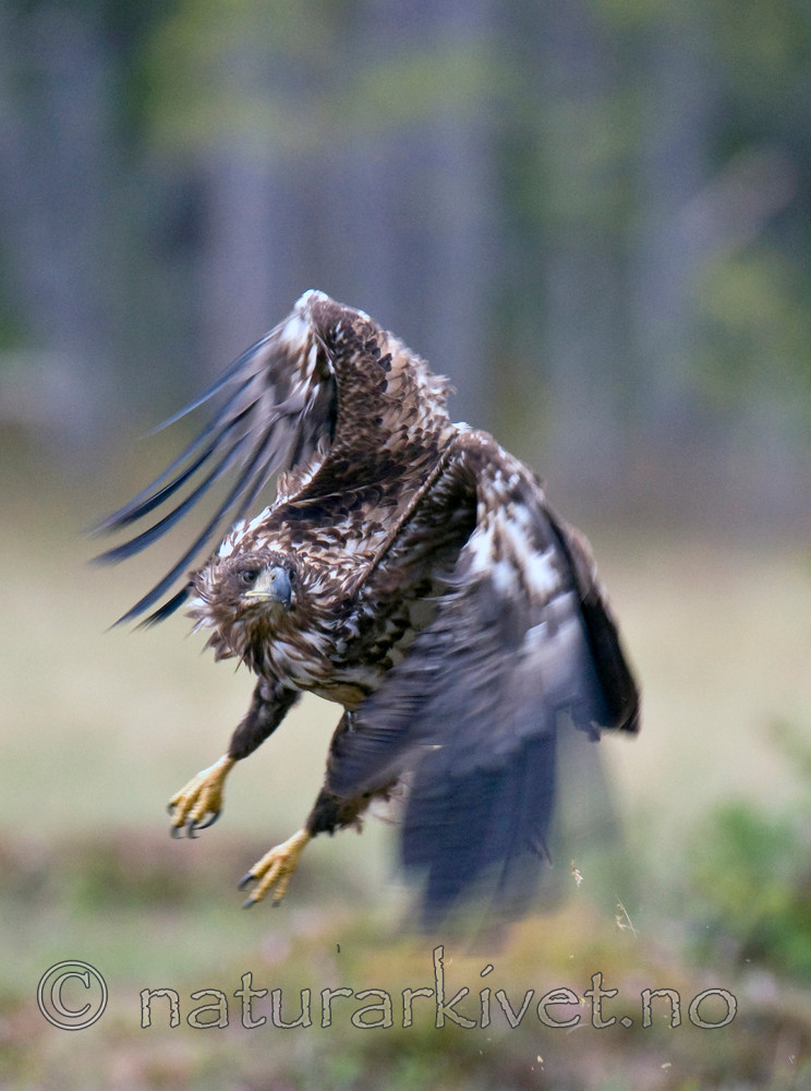 BB 09 0083 / Haliaeetus albicilla / Havørn