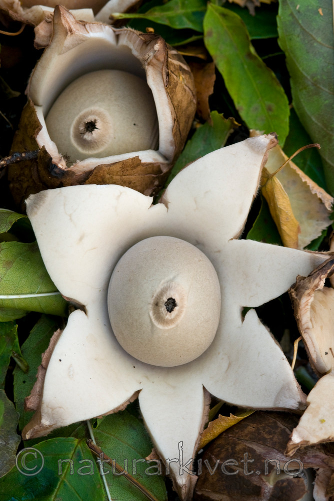 BB 09 0089 / Geastrum triplex / Prestejordstjerne