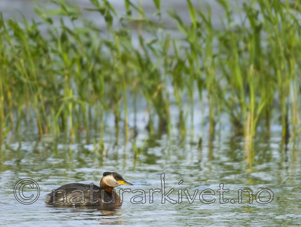 BB 09 0093 / Podiceps grisegena / Gråstrupedykker