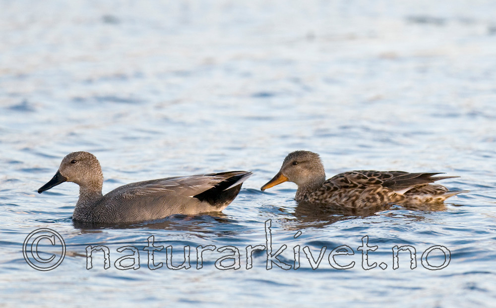 BB 09 0094 / Anas strepera / Snadderand