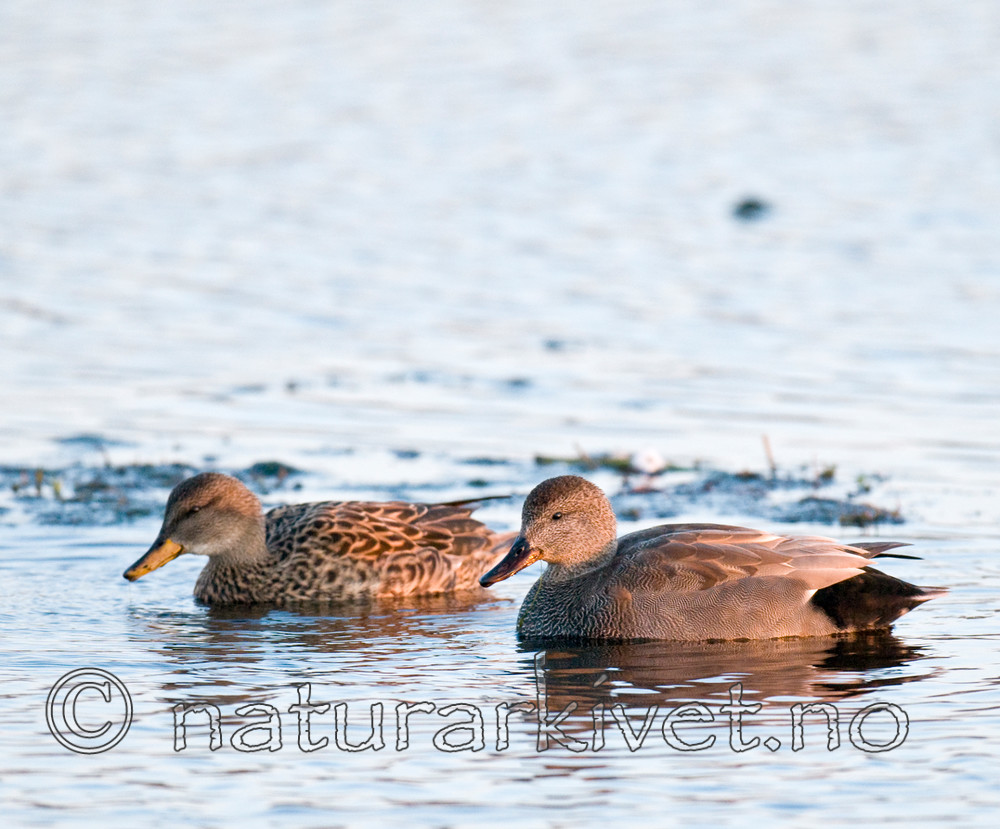 BB 09 0095 / Anas strepera / Snadderand