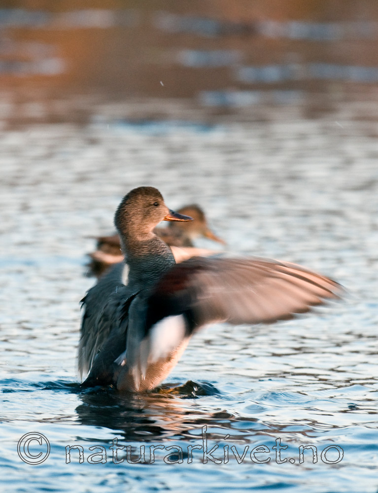 BB 09 0096 / Anas strepera / Snadderand