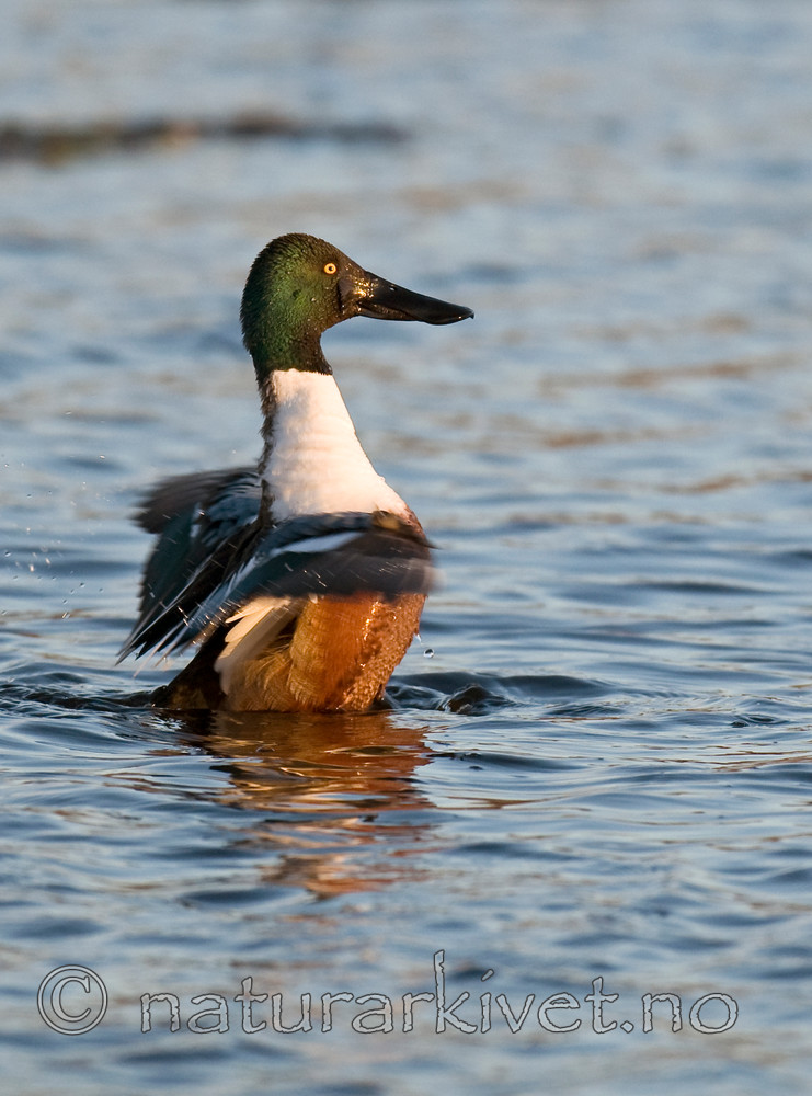 BB 09 0098 / Anas clypeata / Skjeand