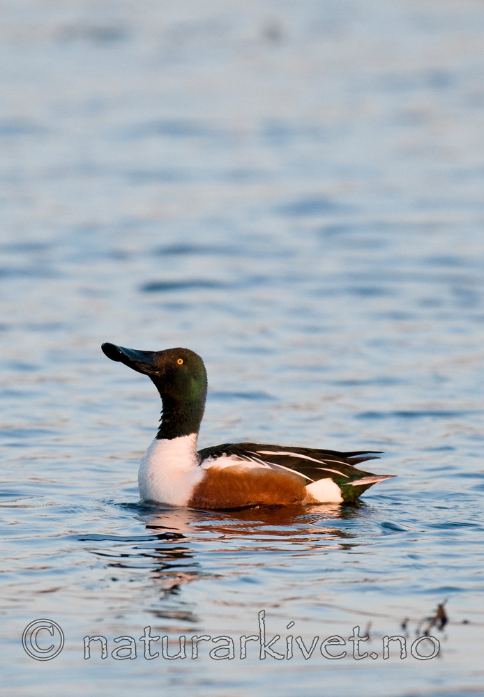BB 09 0102 / Anas clypeata / Skjeand