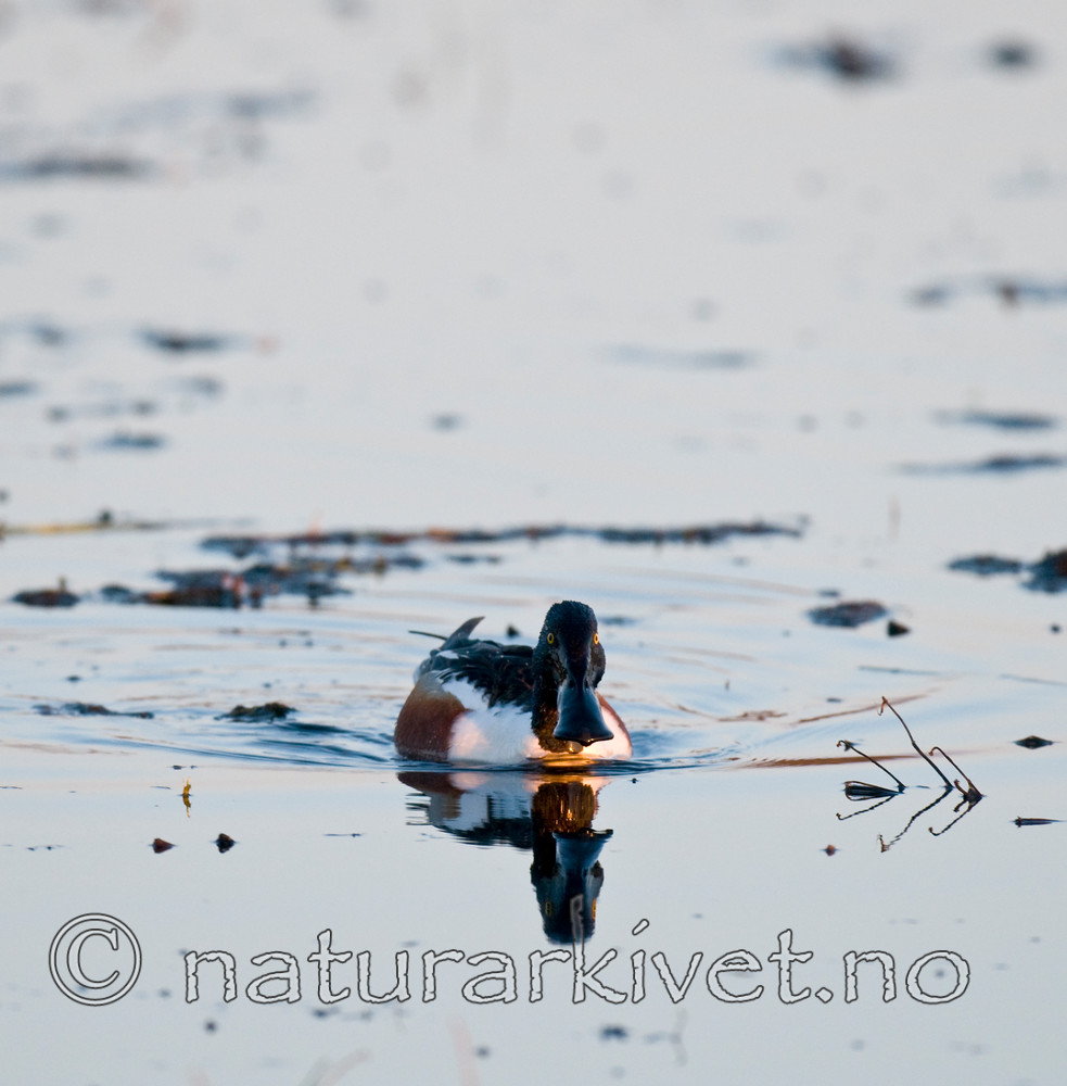 BB 09 0105 / Anas clypeata / Skjeand