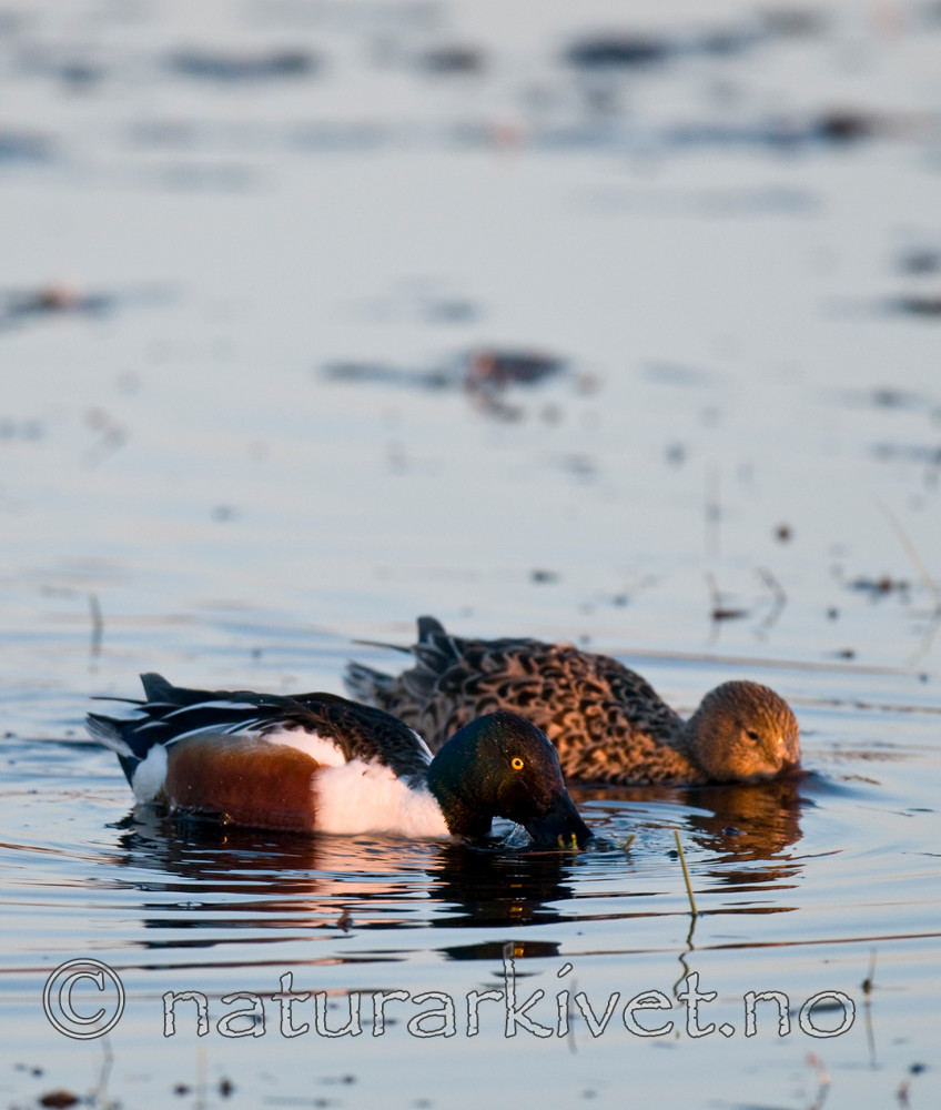 BB 09 0106 / Anas clypeata / Skjeand