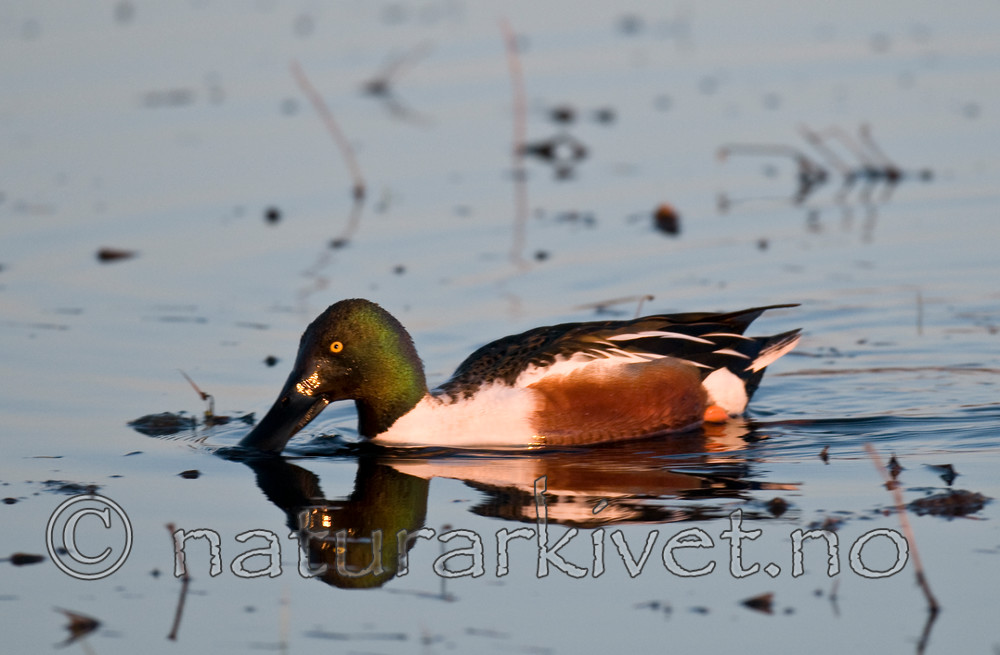 BB 09 0107 / Anas clypeata / Skjeand