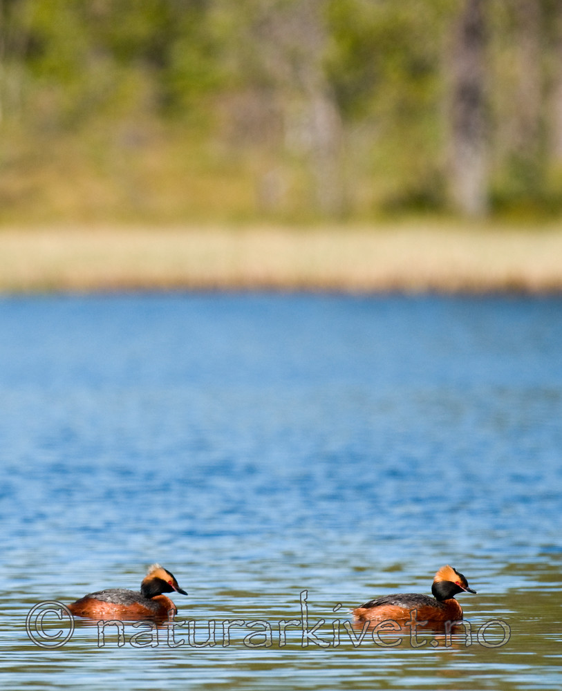 BB 09 0111 / Podiceps auritus / Horndykker
