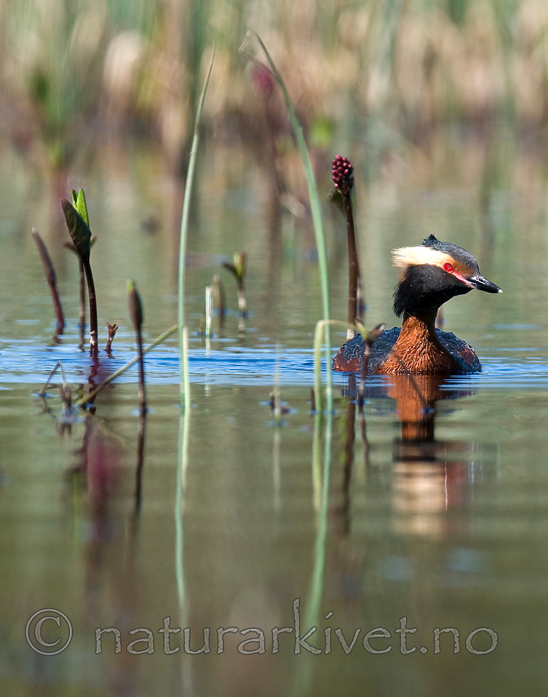BB 09 0112 / Menyanthes trifoliata / Bukkeblad <br /> Podiceps auritus / Horndykker