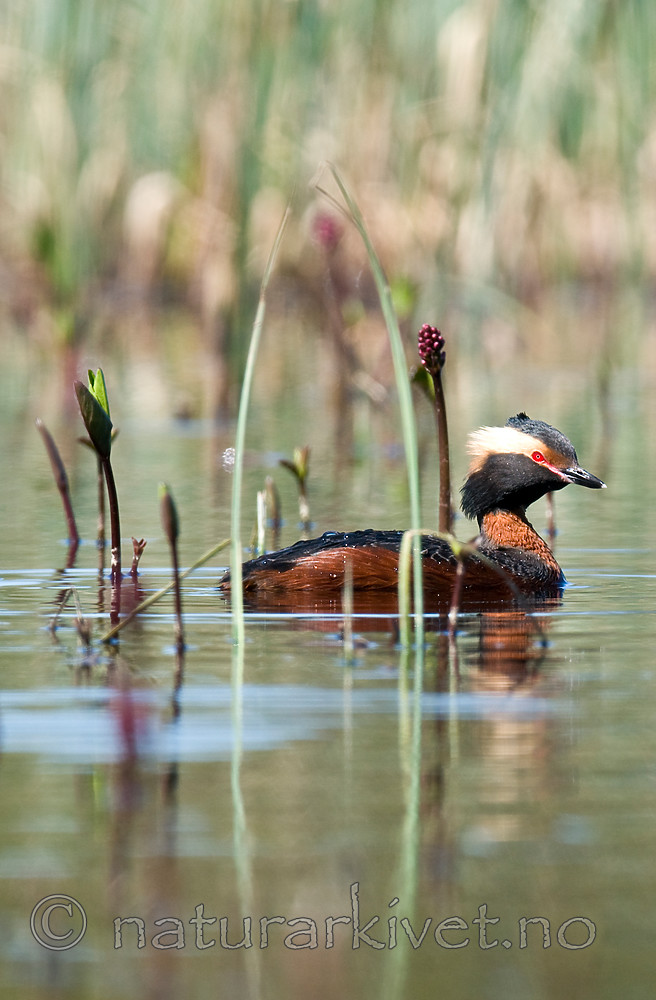 BB 09 0113 / Menyanthes trifoliata / Bukkeblad <br /> Podiceps auritus / Horndykker