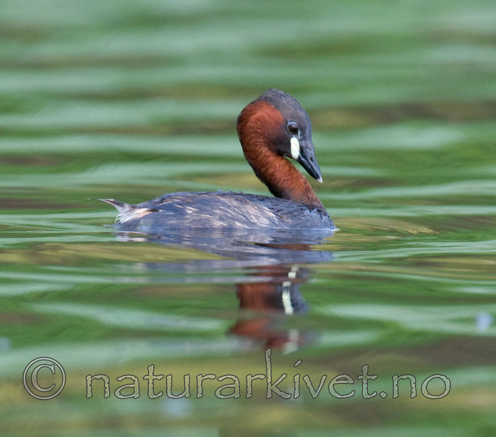 BB 09 0117 / Tachybaptus ruficollis / Dvergdykker