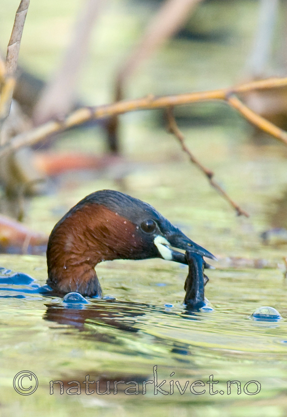 BB 09 0118 / Tachybaptus ruficollis / Dvergdykker