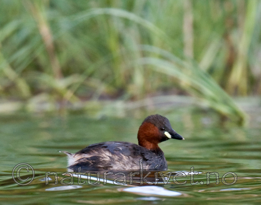 BB 09 0122 / Tachybaptus ruficollis / Dvergdykker