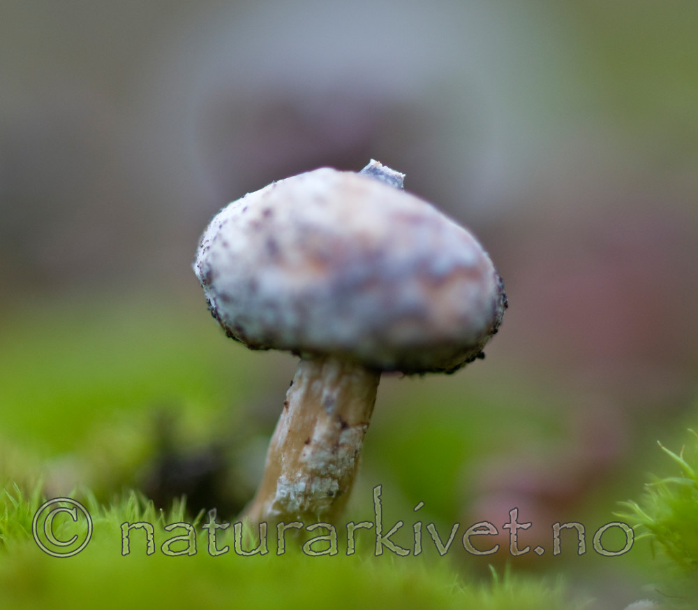 BB 09 0123 / Tulostoma brumale / Grann styltesopp