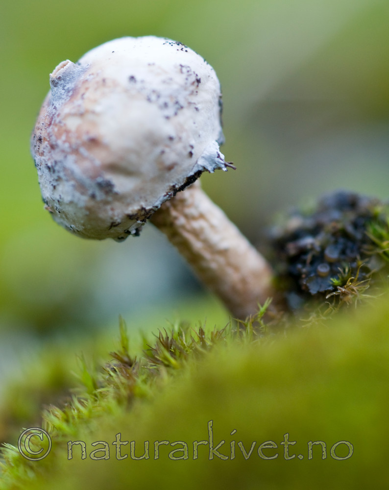 BB 09 0124 / Tulostoma brumale / Grann styltesopp