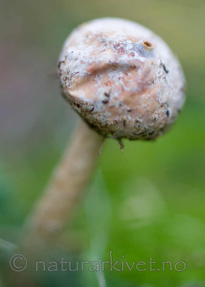 BB 09 0125 / Tulostoma brumale / Grann styltesopp