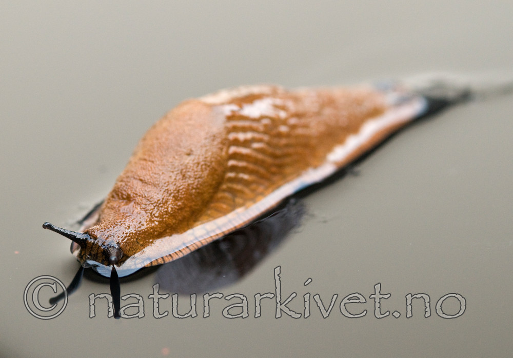 BB 09 0129 / Arion vulgaris / Brunskogsnegl