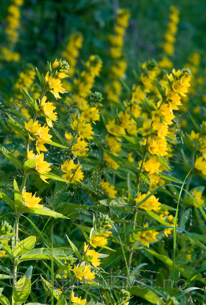 BB 09 0132 / Lysimachia punctata / Fagerfredløs