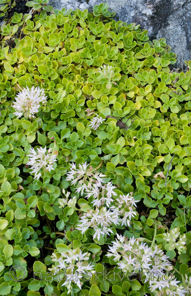 BB 09 0134 / Phedimus spurius / Gravbergknapp