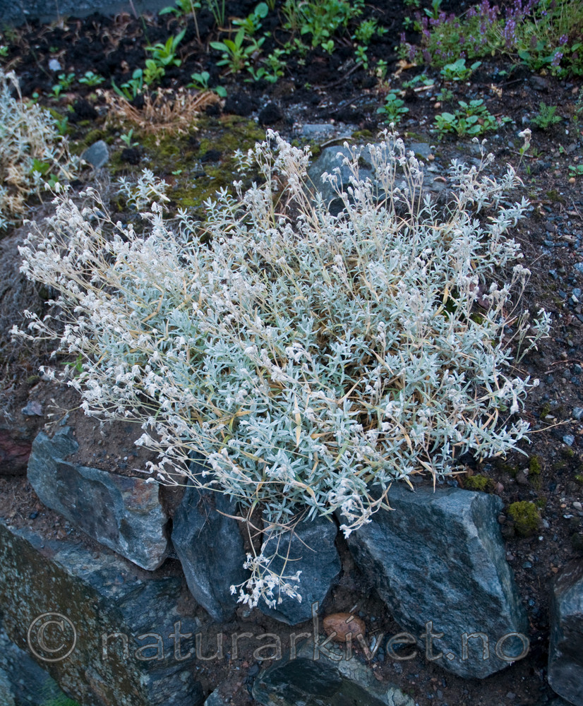 BB 09 0135 / Cerastium tomentosum / Filtarve