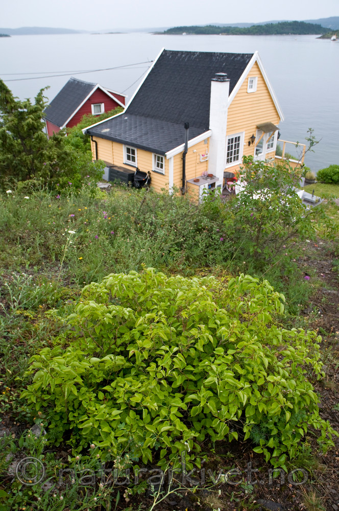 BB 09 0137 / Syringa vulgaris / Syrin