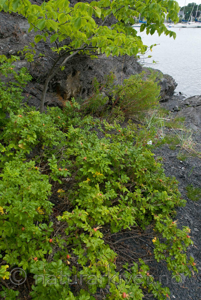 BB 09 0139 / Rosa rugosa / Rynkerose