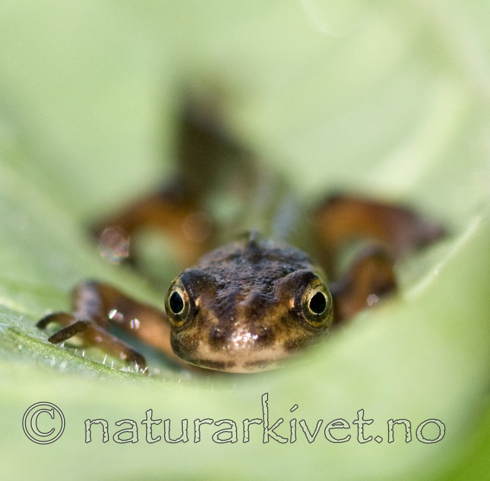 BB 09 0145 / Lissotriton vulgaris / Småsalamander