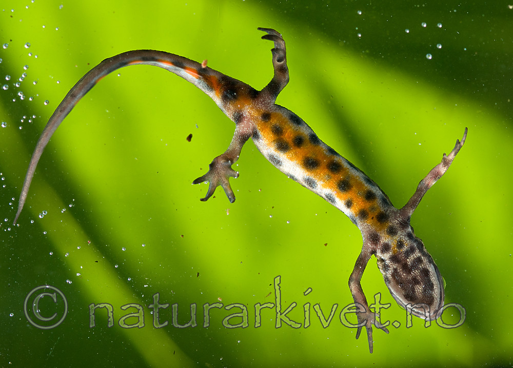 BB 09 0147 / Lissotriton vulgaris / Småsalamander