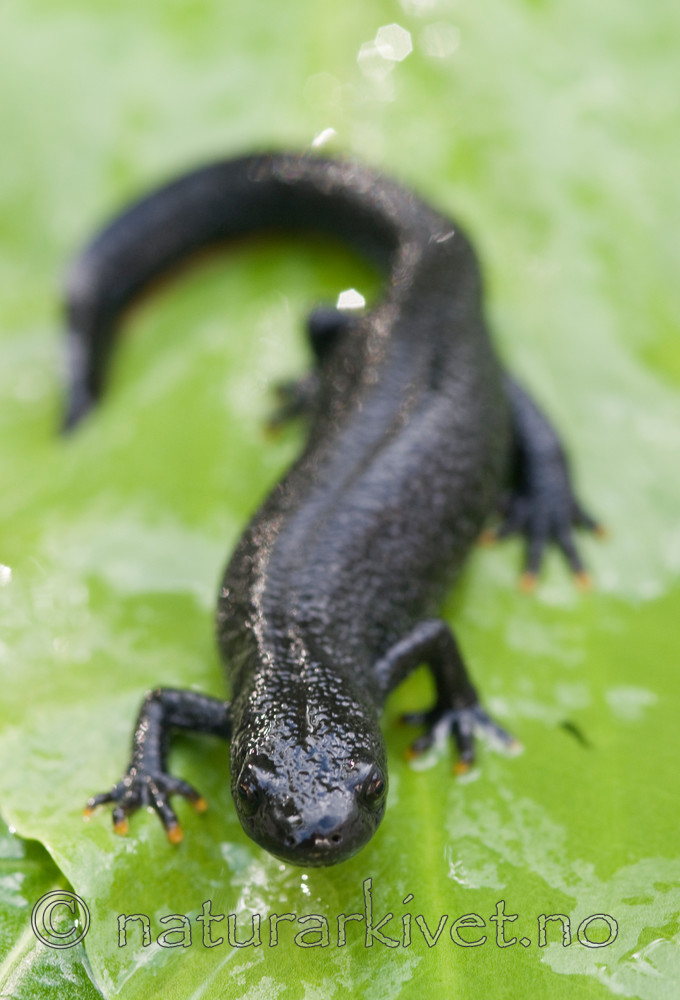 BB 09 0152 / Triturus cristatus / Storsalamander